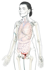 3d rendered medically accurate illustration of female uterus anatomy