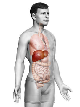 3d rendered, medically accurate illustration of male  Liver Anatomy