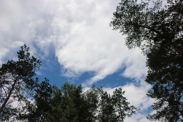 Obraz na płótnie Canvas sky in a pine forest bottom view up
