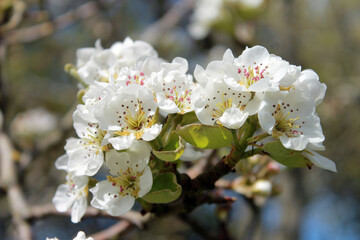 Fleurs de poirier