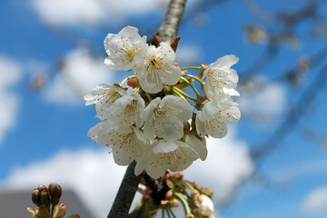 Cerisier en fleurs