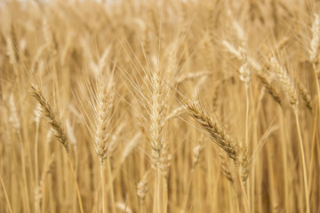 young ripe wheat in the field Ukraine