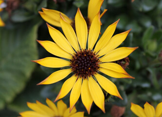 Fleur jaune orangée