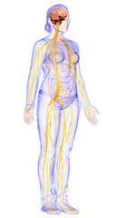 3d rendered medically accurate illustration of a female nervous system