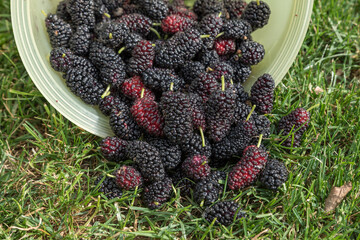 Freshly picked ripe mulberries