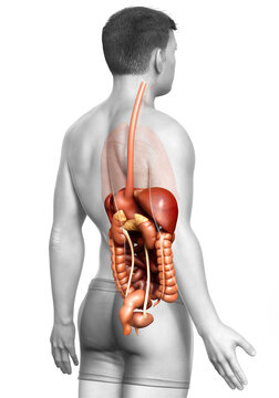 3d rendered medically accurate illustration of male Digestive System