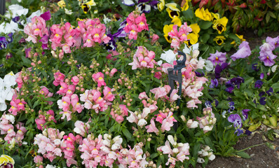 Garden bed of mixed flowers in suburbia, George South Africa - not for nothing known as the Garden...