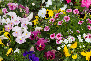 Garden bed of mixed flowers in suburbia, George South Africa - not for nothing known as the Garden...
