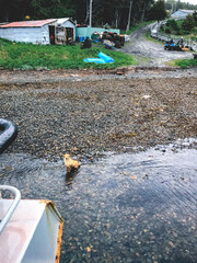 Wet and happy street golden retriever dog in the beach in Patagonia (in Puerto Toro) waiting for the ferry boat