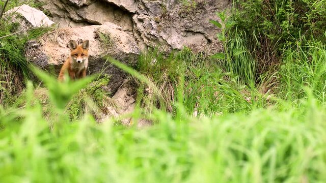 Young red fox in the wild. A cub is sitting next to his lair
