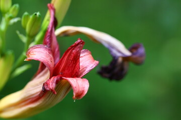 Withered daylily flower in the garden