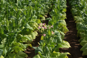 Green tobacco plants on a field in Germany