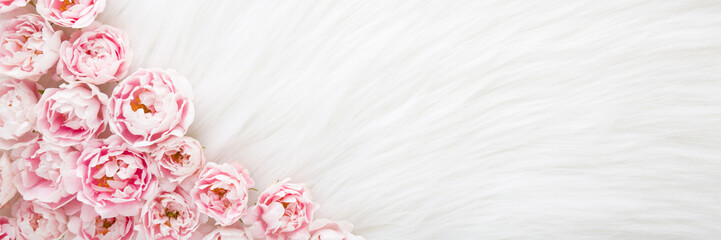 Obraz na płótnie Canvas Fresh pink roses on light white fluffy fur blanket background. Beautiful flower wide banner. Closeup. Empty place for inspirational text, lovely quote or positive sayings. Top down view.