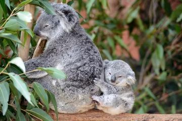Fotobehang Mother koala with a baby © andriislonchak