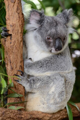 Koala on the tree