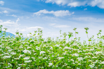 花咲くそば畑　山形村