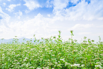 花咲くそば畑　山形村
