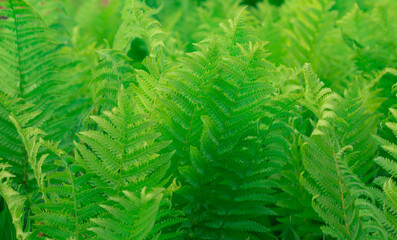 fresh green fern leaves background or wallpaper