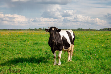 black and white cow grazing in the meadow