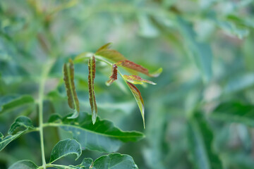 Neem peak, Neem background, Medicinal plant
