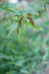 Neem peak, Neem background, Medicinal plant
