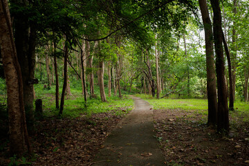 Pedestrian walk to explore the nature of green forest