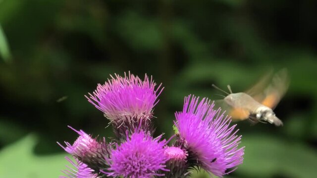 macroglossum stellatarum