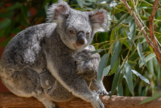 Koala Mum With A Joey