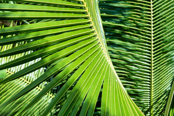 Green Palm Leaves as a tropical background