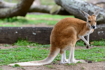 Red kangaroo