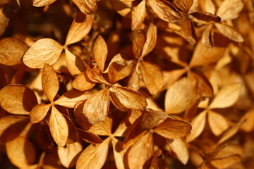 Faded hydrangea flowers in autumn close up