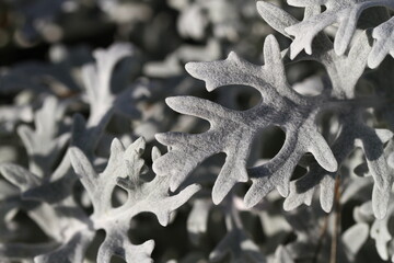 Ornamental garden plant Cineraria close-up