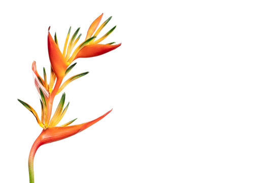 Close-Up Of Heliconia Flower (Heliconia Aurantiaca) isolated on white background