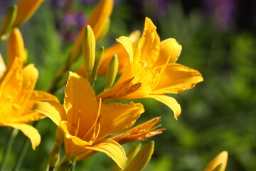 Yellow Daylily flower in the sunlight