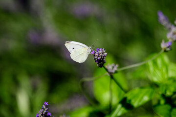 One small butterfly on blue lavender flowers in a sunny summer day in Scotland, United Kingdom, with selective focus, beautiful outdoor floral background.