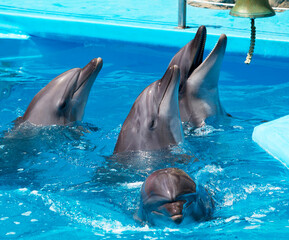 Fototapeta premium A flock of dolphins in clear blue water
