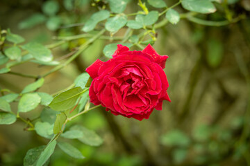 The red rose blossoms with its head facing the camera