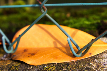 Yellow autumn leaf locked under city street fence chain link lack of freedom concept