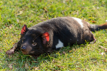 Fototapeta premium Resting Tasmanian devil