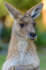 Grey kangaroo