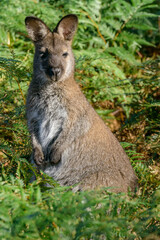 Wallaby in the grass