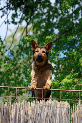 Dog breed shepherd is barking