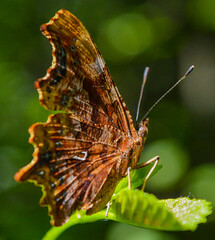 Butterfly on a green leaf