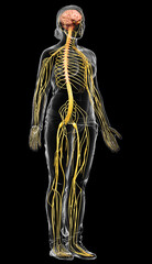 3d rendered medically accurate illustration of a female nervous system