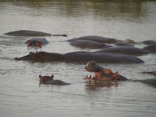 Hippos in the Serengeti, Tanzania