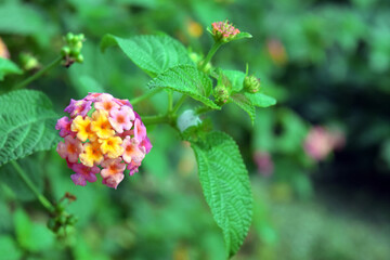 red and yellow flowers.   Beautiful Lantana Camara flowers  on green nature background  