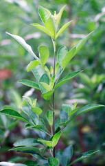 Fototapeta premium Legundi or Vitex trifolia plant in the garden.