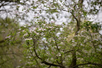 Fototapeta na wymiar apple flowers in the orchard. blooming time in spring season