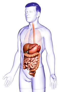 3d rendered medically accurate illustration of male Digestive System