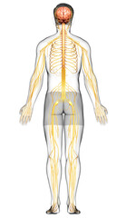 3d rendered medically accurate illustration of a male nervous system